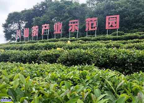 5060全讯白菜网大全探秘福建安溪名茶：乌龙茶的独特魅力与文化传承