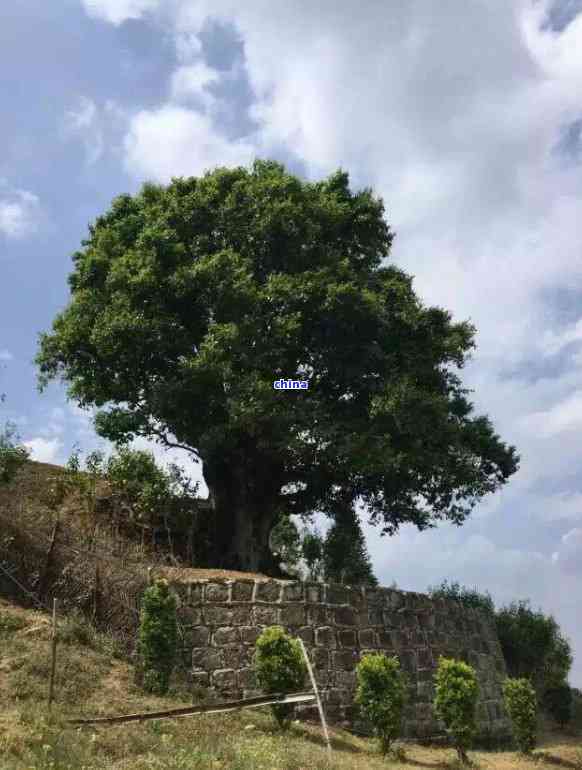 生普熟普的功效：全面解析与区别